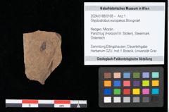 Foto (Objekt + Etikett) von Glyptostrobus europaeus Brongniart (NHMW-GEO-2024-0188-0168)